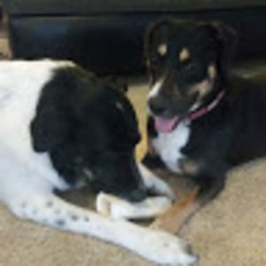 Meet your Posher, Maya